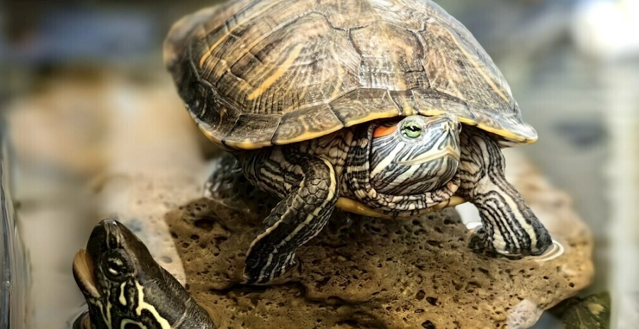 巴西龜成長速度