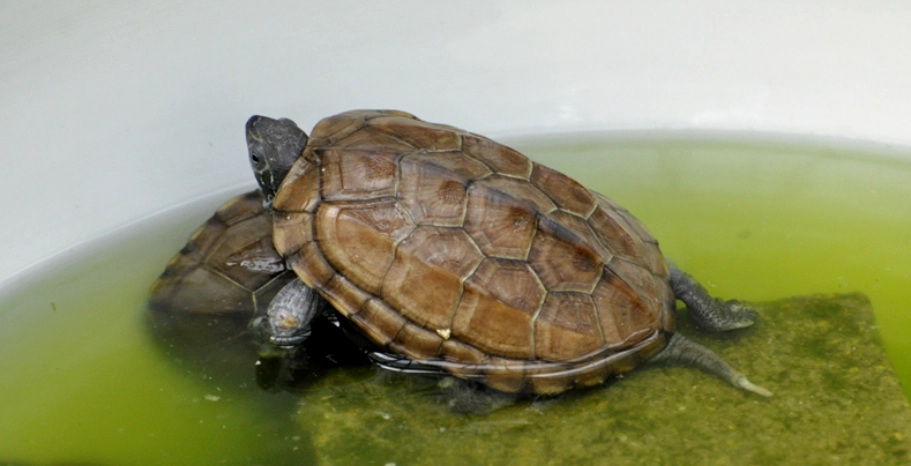 烏龜水霉病全攻略：症狀、預防與治療方法詳解