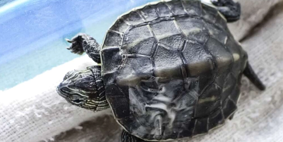 烏龜天敵防護 烏龜天敵防護