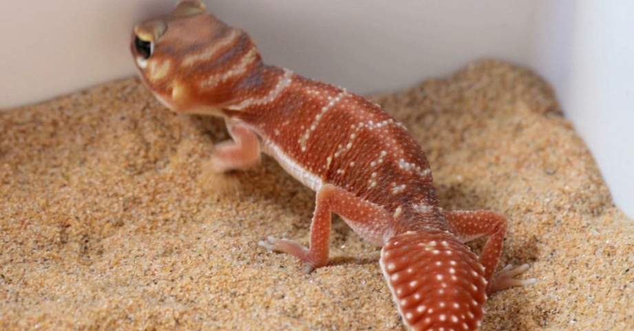 肥尾守宮生長大小