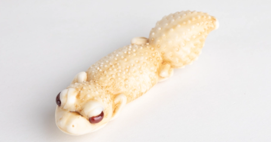 瘤尾守宮 飼養 指南 瘤尾守宮 飼養 指南