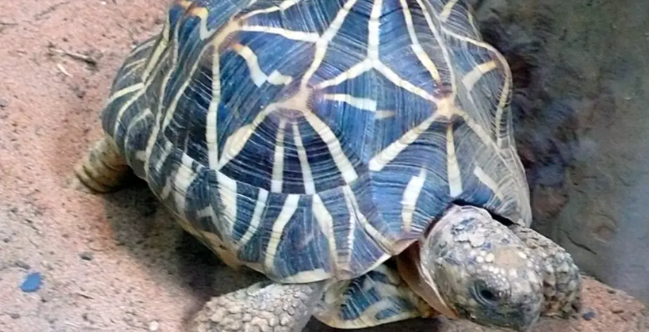 蘇卡達龜殼護理 蘇卡達龜殼護理