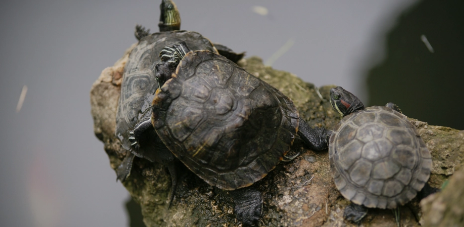 烏龜殼白白的怎麼辦？專家解析原因、治療與預防全攻略