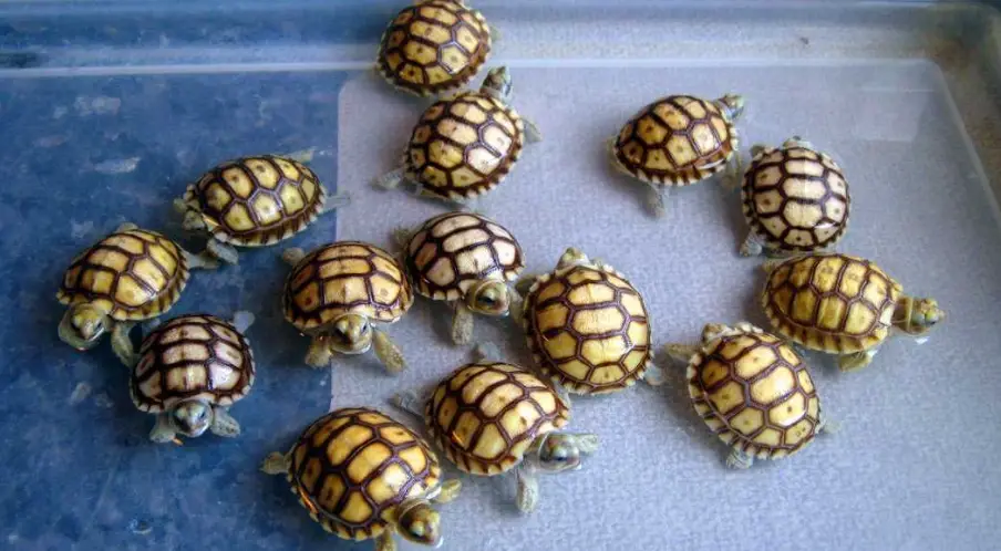 蘇卡達龜殼護理 蘇卡達龜殼護理