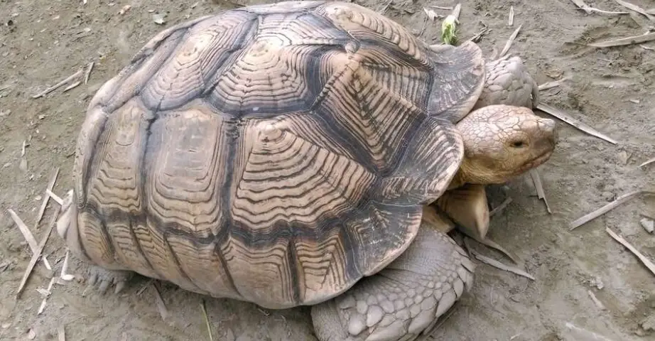 蘇卡達陸龜飼養 蘇卡達陸龜飼養
