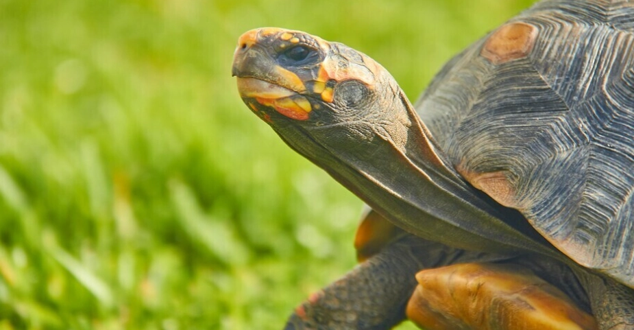 烏龜殼護理方法