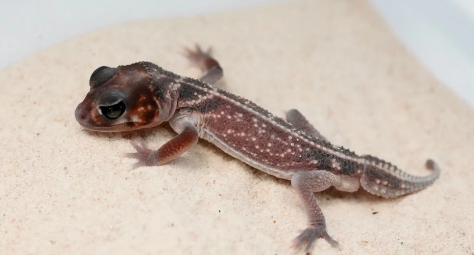 瘤尾守宮原產地