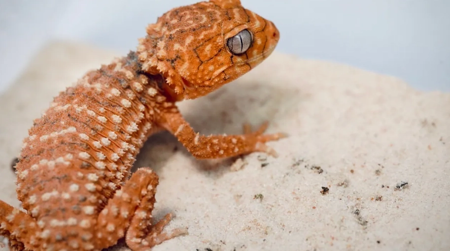 瘤尾守宮飼養 瘤尾守宮飼養