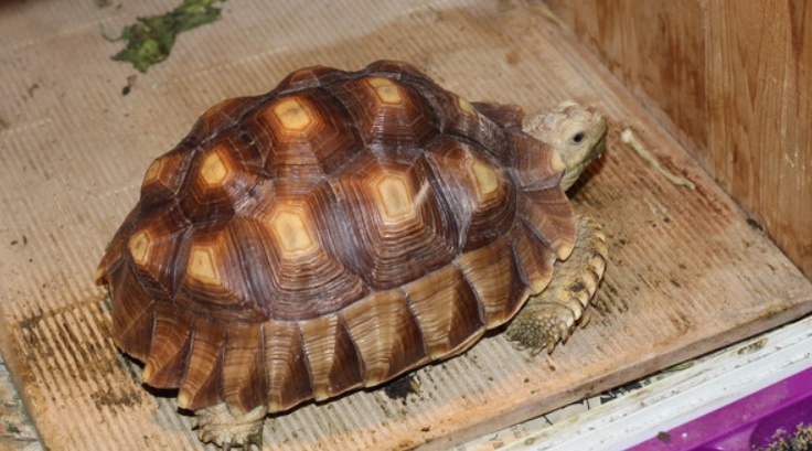 蘇卡達成長階段 蘇卡達成長階段