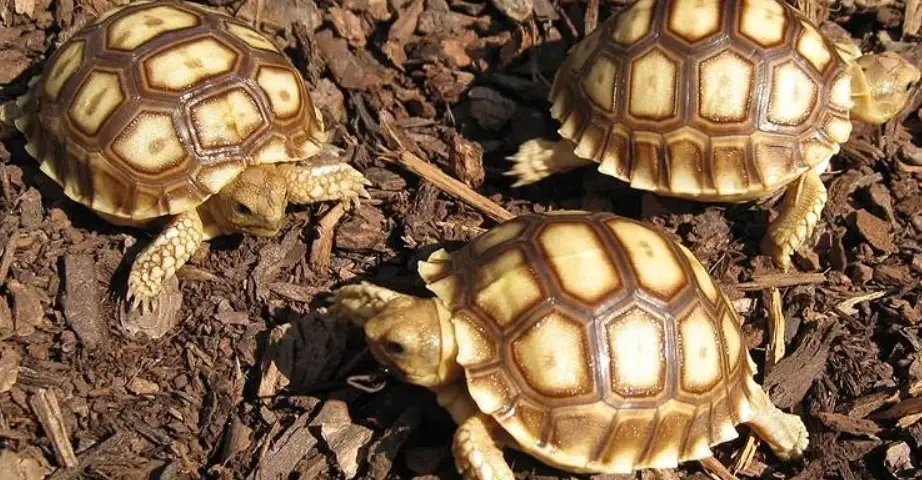 龜殼顏色變化 龜殼顏色變化