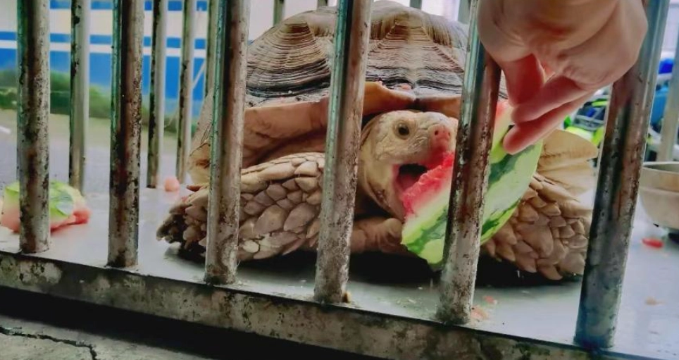 龜殼顏色變化 龜殼顏色變化