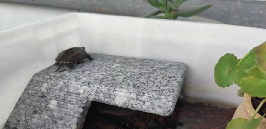 草龜飼養 草龜飼養