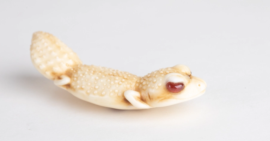 守宮睡覺姿勢 守宮睡覺姿勢