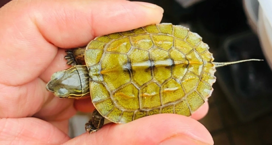 草龜健康 草龜健康