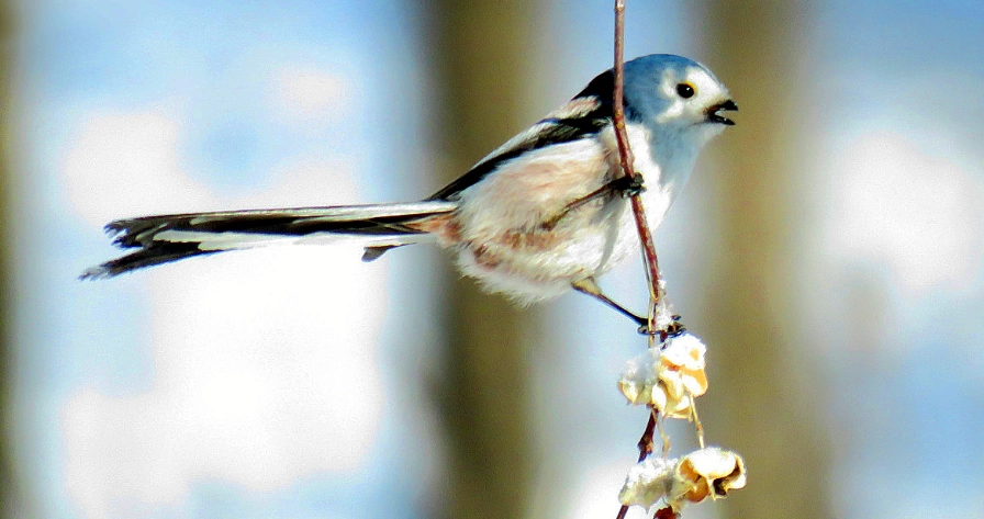 銀喉長尾山雀季節