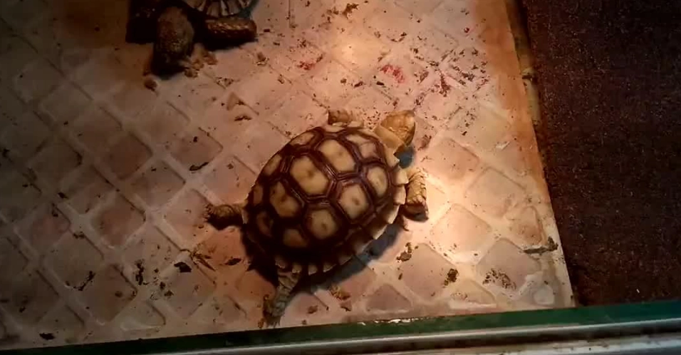 象龜照顧方法 象龜照顧方法