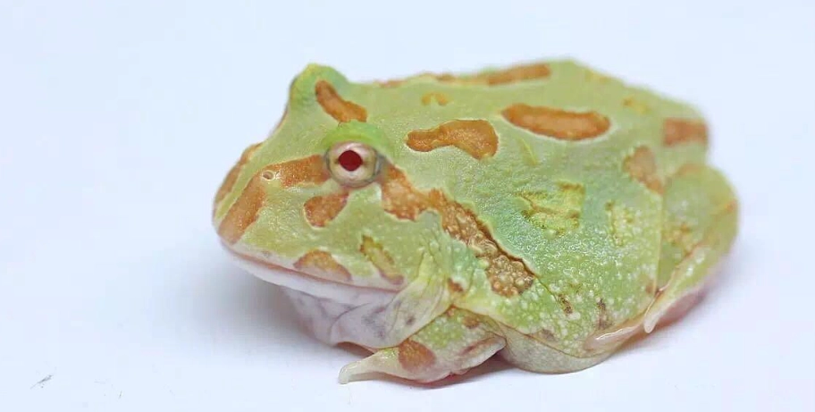 角蛙餵食頻率 角蛙餵食頻率