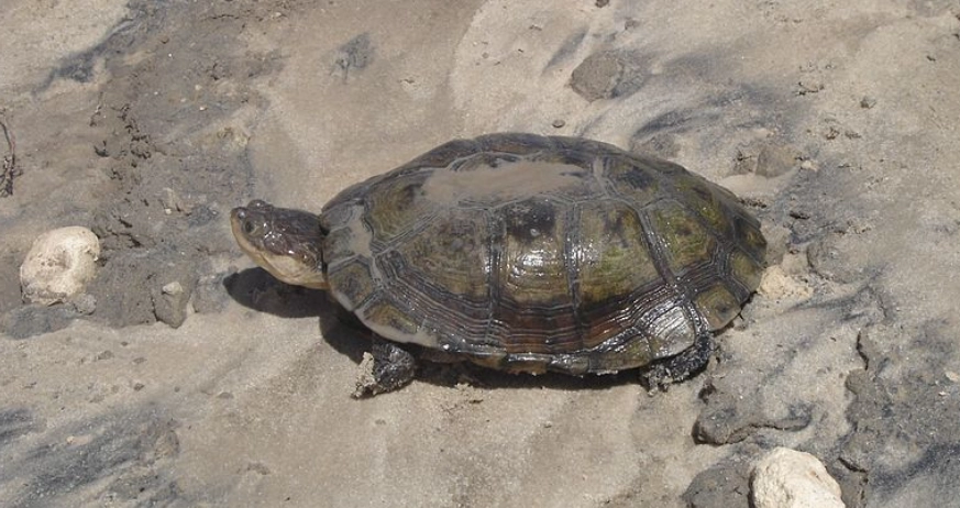 龜類壽命延長 龜類壽命延長