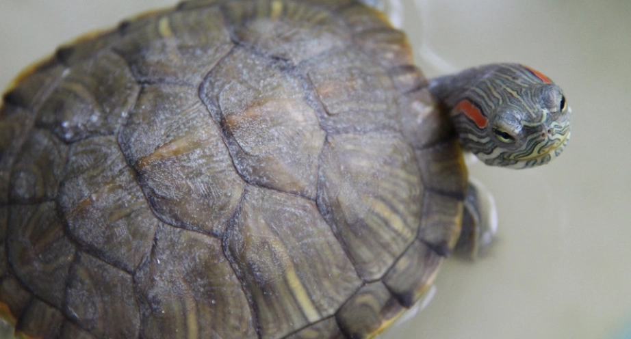 巴西龜最大幾公分