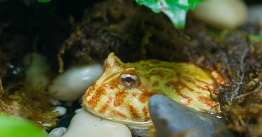 角蛙餵食頻率 角蛙餵食頻率