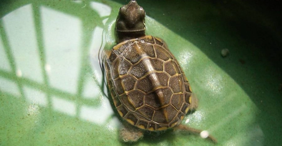 草龜健康 草龜健康