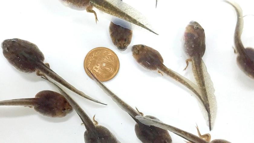 饅頭蛙蝌蚪 飼養