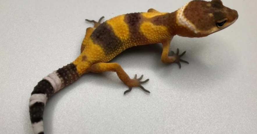 豹紋守宮種類全解析：選購指南、品系介紹與飼養秘訣