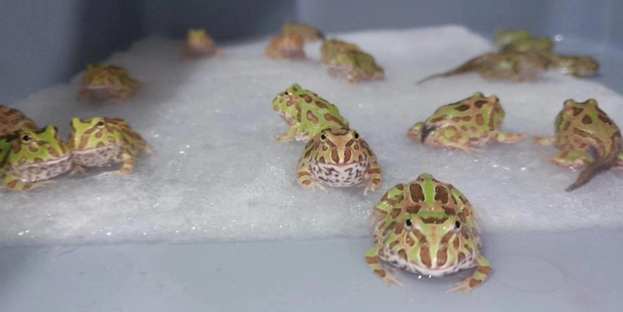 角蛙食物 角蛙食物