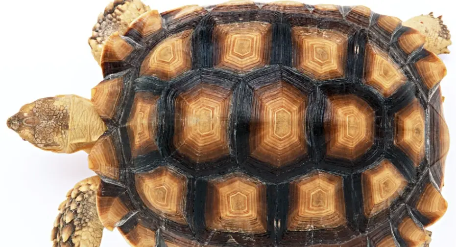 蘇卡達陸龜飼養 蘇卡達陸龜飼養