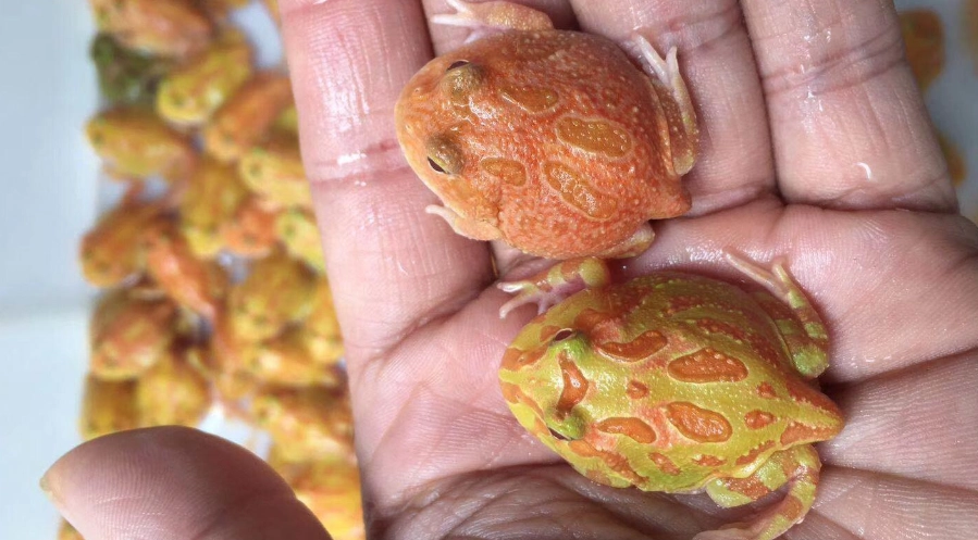 角蛙香港：探索香港角蛙景點與寵物旅行完整指南