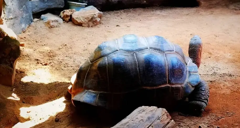 陸龜飼養技巧 陸龜飼養技巧