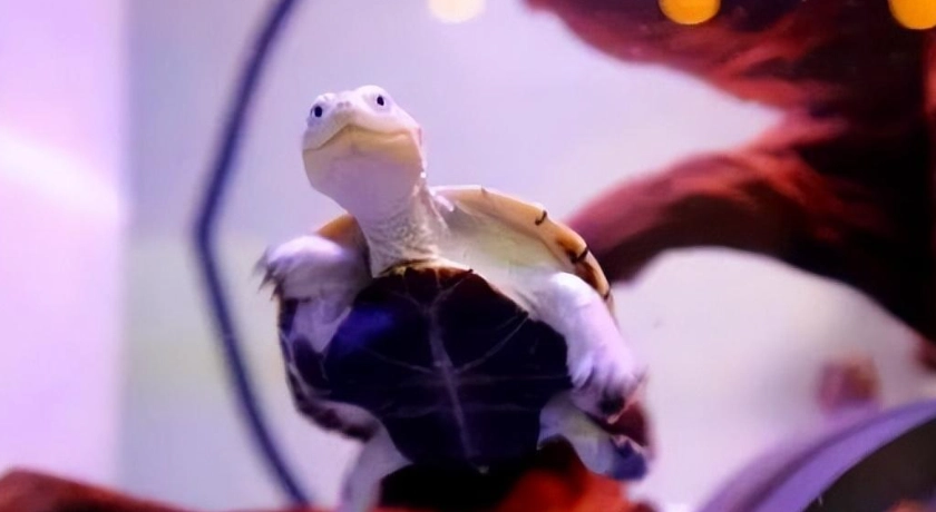 側頸龜壽命影響因素 側頸龜壽命影響因素