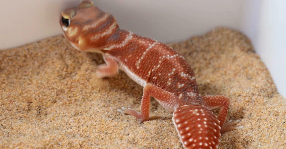 瘤尾守宮 原產地