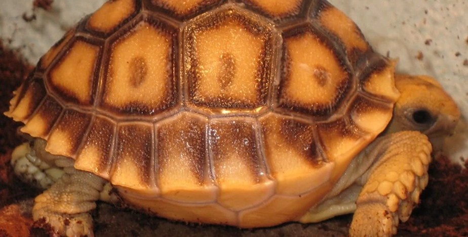 龜殼顏色變化 龜殼顏色變化