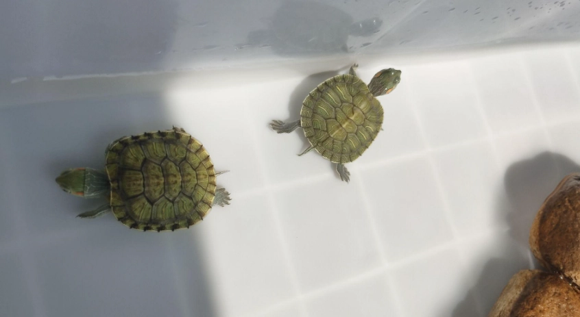 草龜健康 草龜健康