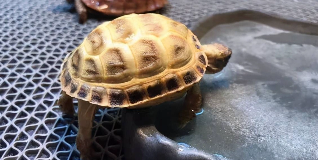 蘇卡達象龜怎麼養