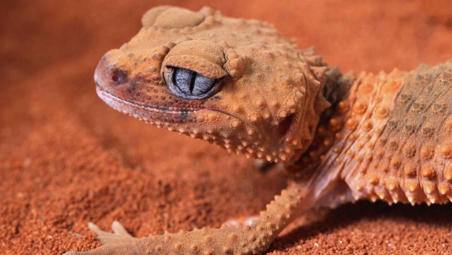 小火龍守宮價格 小火龍守宮價格