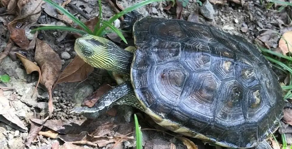 斑龜飼養方法 斑龜飼養方法