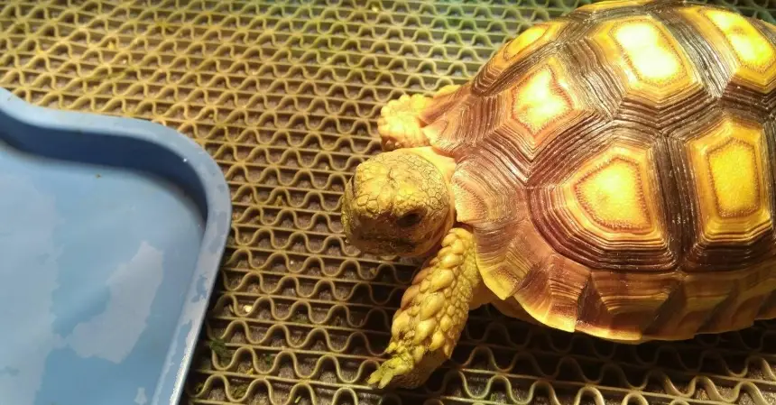 蘇卡達成長階段 蘇卡達成長階段