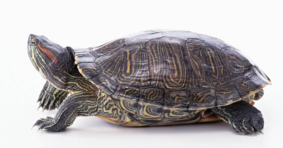 巴西龜最大體長