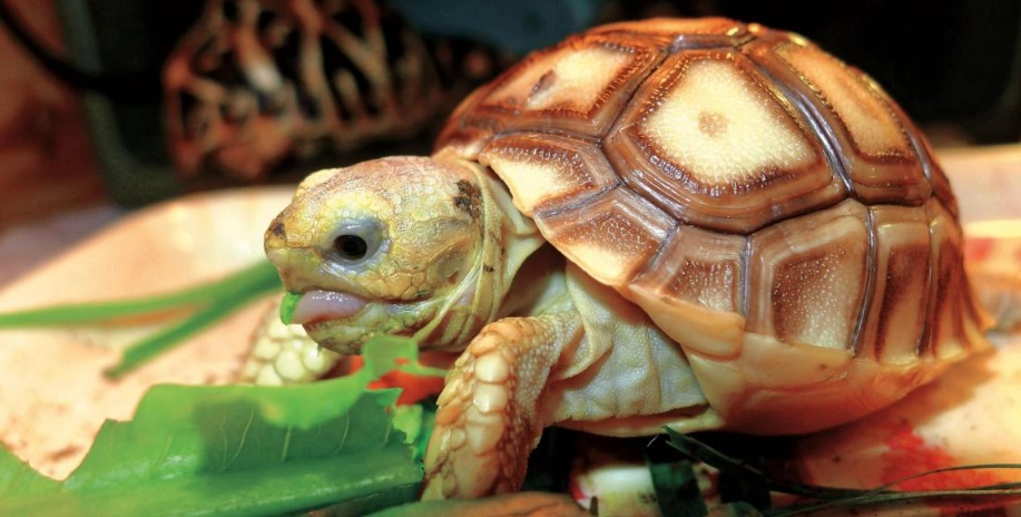 蘇卡達陸龜飼養 蘇卡達陸龜飼養
