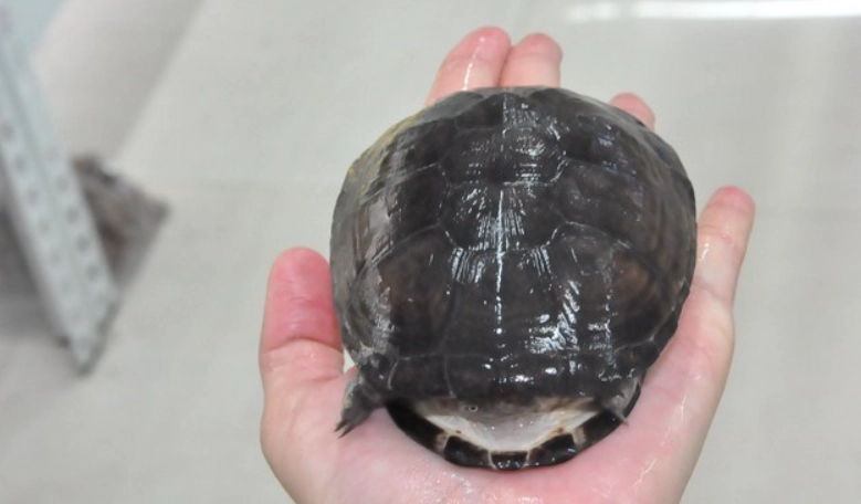 龜類壽命延長 龜類壽命延長