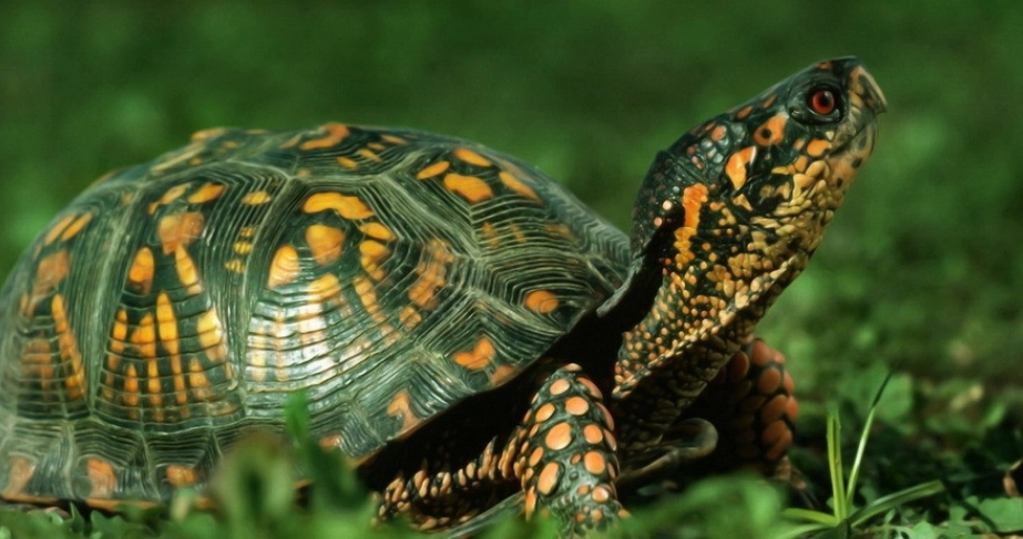 巴西龜體型控制