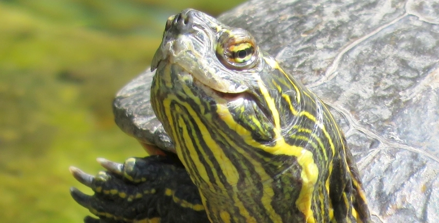 烏龜水霉病治療