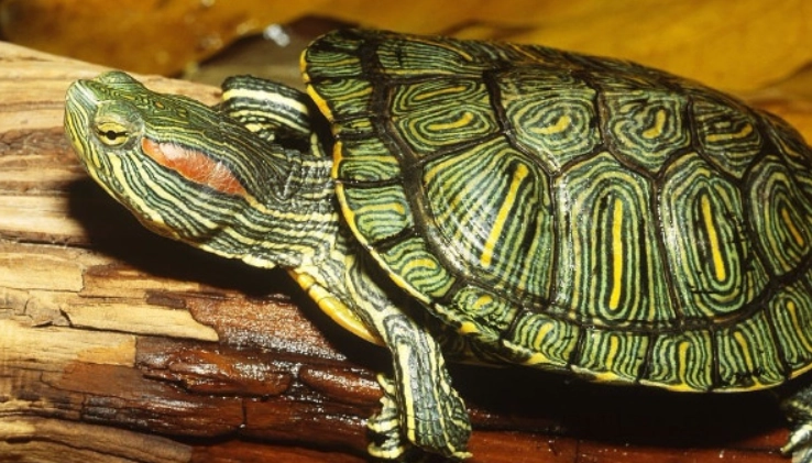 烏龜脫殼會痛嗎