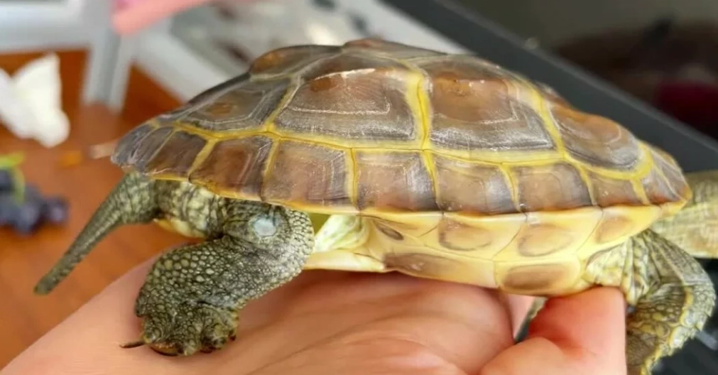 烏龜腐皮病 治療