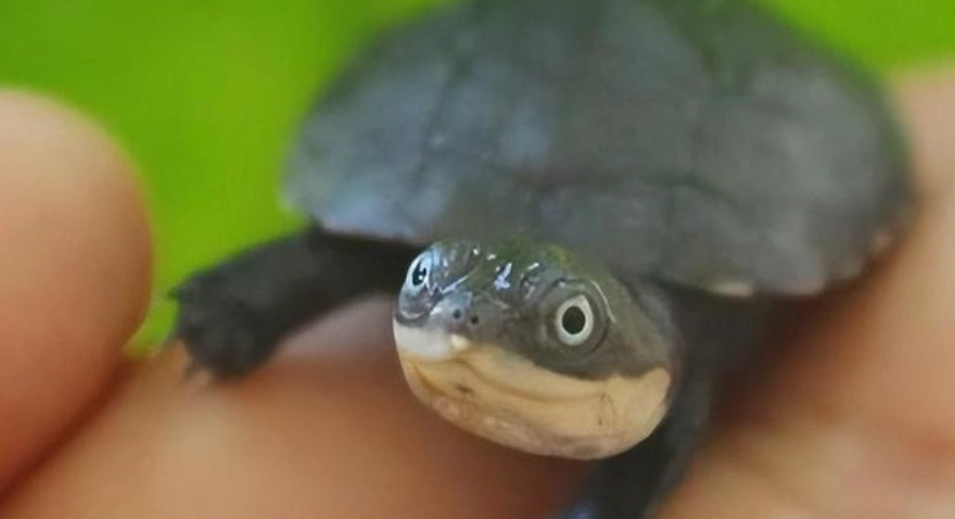 沼澤側頸龜 水族箱 設置