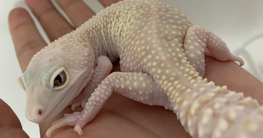 守宮尿酸副作用 守宮尿酸副作用