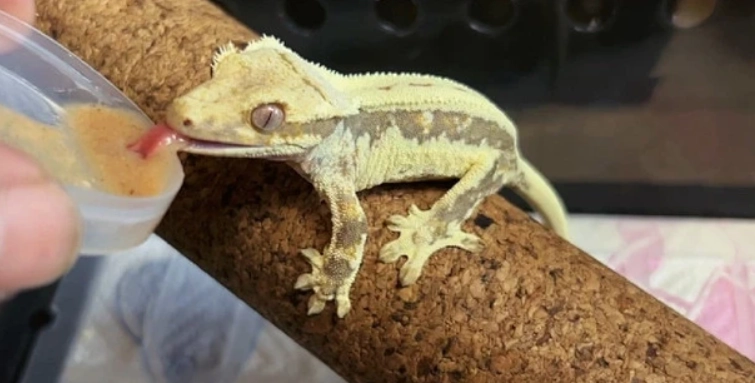 睫角守宮吐了怎麼辦 睫角守宮吐了怎麼辦