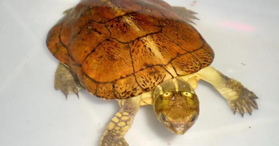 斑龜健康成長 斑龜健康成長